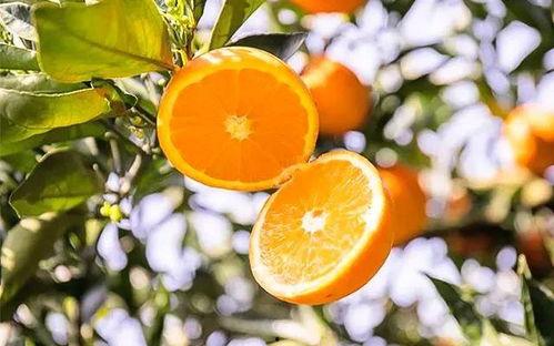 老橙子最新爆料新闻,揭秘娱乐圈最新劲爆新闻